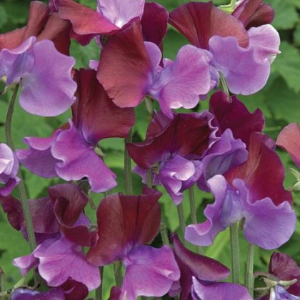 Thompson & Morgan Sweet Pea Purple Pimpernel