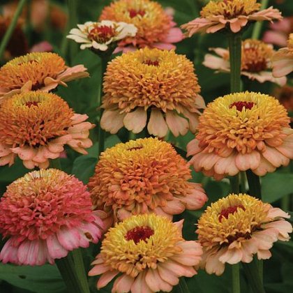 Thompson & Morgan Zinnia Elegans Zinderella Peach