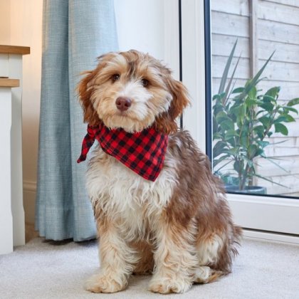 Zoon Beau Bandana Red Check Small/Medium