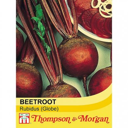 Beetroot 'Rubidus' (Globe)