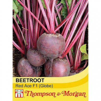 Thompson & Morgan Beetroot Red Ace F1 Hybrid