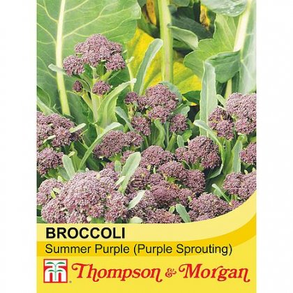 hompson & Motrgan Broccoli Sprouting Summer Purple