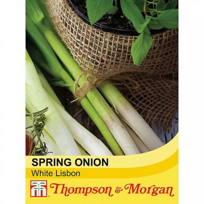 Spring Onion White Lisbon