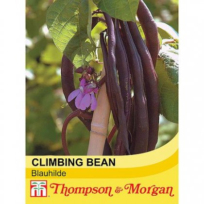 Thmpson & Morgan Climbing Bean Blauhilde