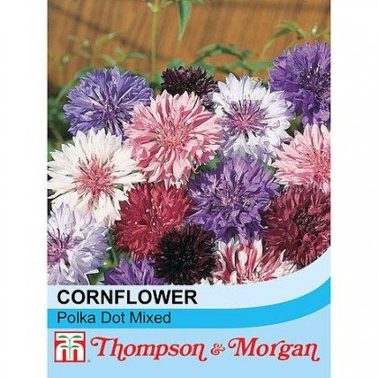 Cornflower Polka Dot Mixed