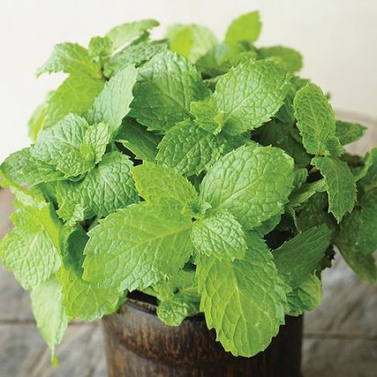 Thompson & Morgan Herb Mint (Peppermint)