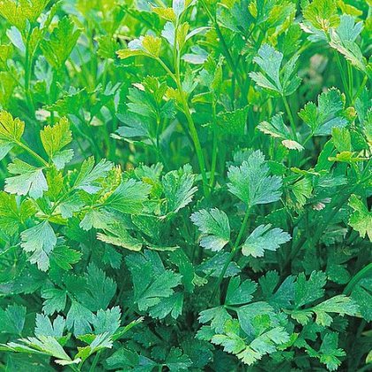 Thompson & Morgan Herb Parsley Plain Leaved (Sheeps) 2