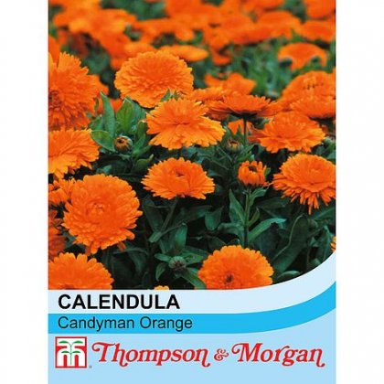 Calendula Candyman Orange