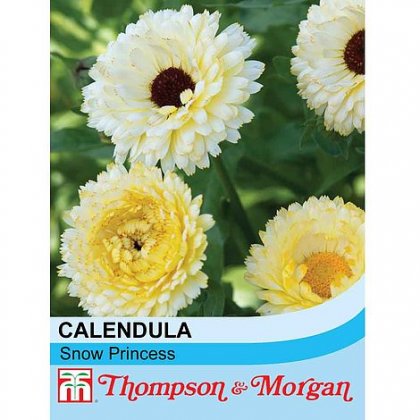 Thompson & Morgan Calendula Snow Princess