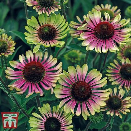 Thompson & morgan Echinacea Green Twister