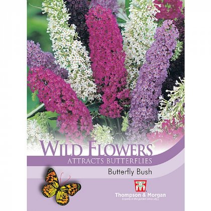 Thompson & Morgan Wild Flower Butterfly Bush