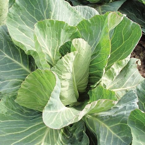 Thompson & Morgan Cabbage Summer Jewel F1 Hybrid