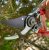 Darlac Small Bypass Pruner