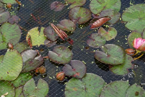 Smart Garden Pond & Fruit Cage Netting Black 12mm 2 x 5M