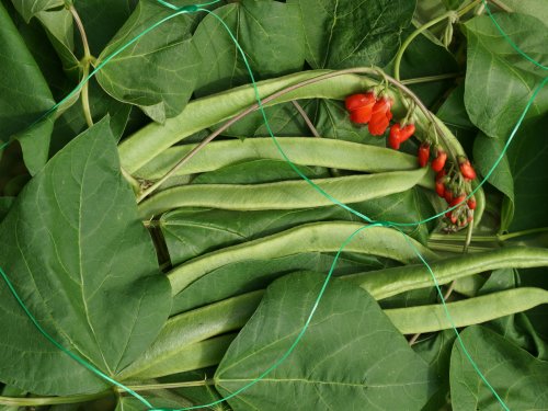 Smart Garden Pea & Bean Netting 150mm Mesh 2 x 10M Green