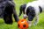 Petface Seriously Strong Treat Football