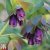Thompson & Morgan Cerinthe Major Purpurascens