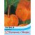 Thompson & Morgan Chinese Lanterns (Physalis gigantea)