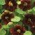 Thompson & Morgan Nasturtium Black Velvet