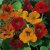 Nasturtium Tom Thumb Mixed