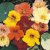 Thompson & Morgan Nasturtium Alaska Mixed