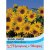 Thompson & Morgan Sunflower Dwarf Yellow Spray