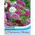 Sweet William Excelsior Mixed