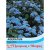 Thompson & Morgan Ageratum houstonianum 'Blue Mink'