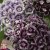 Thompson & Morgan Dianthus Purple Crown