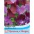 Thompson & Morgan Sweet Pea Purple Pimpernel