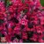 Thompson & Morgan Antirrhinum Mini Cherry Cola