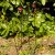 Smart Garden Gro-Links 20cm x 50cm