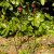 Smart Garden Gro-Links (Set of 4) 30 x 90cm