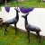 Solstice Sculptures Deer Pair Large 120 & 79cm in Dark Verdigris