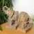 Elur Carved Wood Effect Book Ends Elephant 23cm