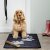 Pet Rebellion Stop Muddy Paws XL Barrier Rug 57 x 110cm - Big Paws