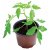 Garland 14cm Professional Growing Pots - Pack of 5