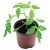 Garland 17cm Professional Growing Pots - Pack of 3