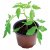 Garland 21cm Professional Growing Pots - Pack of 3