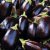 Thompson & Morgan Aubergine Bonica