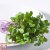 Thompson & Morgan Microgreens Cabbage Red