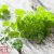 Thompson & Morgan Herb Chervil
