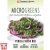 Thompson & Morgan Microgreens Perilla/Shiso Red