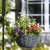 Smart Garden 14'' Slate Faux Rattan Hanging Basket