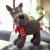Zoon Plush Dog Toy - Hamish PlayPal Large