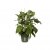 Elho Green Basics Growpot 17cm Leaf Green