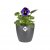 Elho Brussels Round Mini 7cm Anthracite Plant Pot