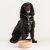 Rayware Mason Cash Cane 150mm Pet Bowl