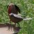 Ascalon Birdtable - Pair Robins