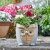 Flamboya Woodstone Owl Planter